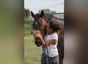 Oldenburger Springpferd, Wallach, 15 Jahre, 180 cm, Dunkelbrauner
