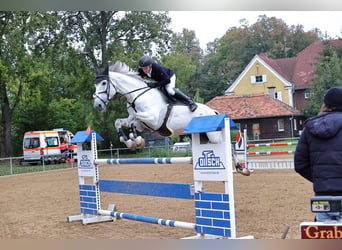 Oldenburger Springpferd, Wallach, 15 Jahre, 180 cm, Schimmel