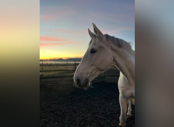 Oldenburger Springpferd, Wallach, 15 Jahre, 180 cm, Schimmel
