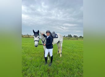 Oldenburger Springpferd, Wallach, 15 Jahre, 180 cm, Schimmel