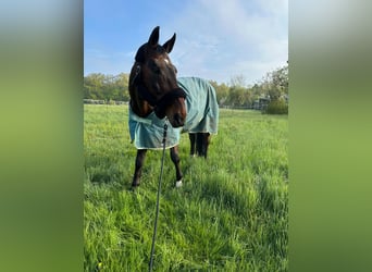 Oldenburger Springpferd, Wallach, 15 Jahre, Brauner