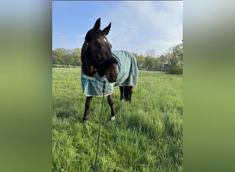 Oldenburger Springpferd, Wallach, 15 Jahre