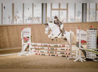 Oldenburger Springpferd, Wallach, 16 Jahre, 163 cm, Schimmel