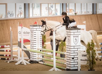 Oldenburger Springpferd, Wallach, 16 Jahre, 164 cm, Schimmel