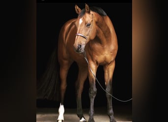 Oldenburger Springpferd, Wallach, 16 Jahre, 167 cm