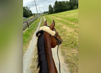 Oldenburger Springpferd, Wallach, 16 Jahre, 167 cm