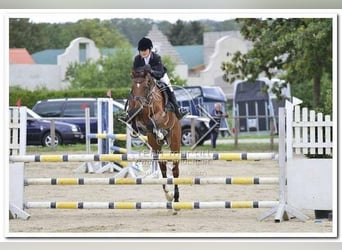 Oldenburger Springpferd, Wallach, 16 Jahre, 167 cm