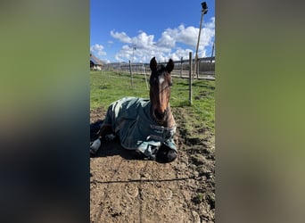 Oldenburger Springpferd, Wallach, 16 Jahre, 167 cm