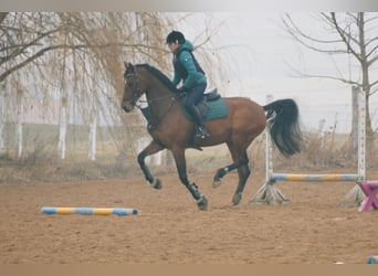 Oldenburger Springpferd, Wallach, 16 Jahre, 167 cm