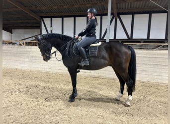 Oldenburger Springpferd, Wallach, 16 Jahre, 168 cm, Brauner