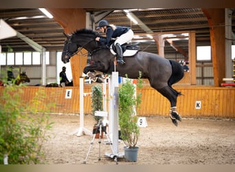 Oldenburger Springpferd, Wallach, 16 Jahre, 170 cm, Schwarzbrauner