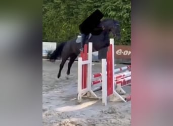 Oldenburger Springpferd, Wallach, 16 Jahre, 172 cm, Rappe