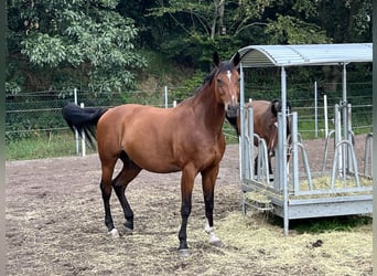 Oldenburger Springpferd, Wallach, 16 Jahre, 174 cm, Dunkelfuchs