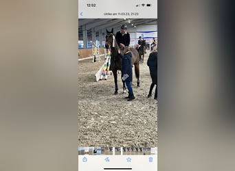 Oldenburger Springpferd, Wallach, 16 Jahre, 174 cm, Dunkelfuchs