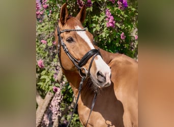 Oldenburger Springpferd, Wallach, 16 Jahre, 174 cm, Fuchs