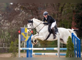 Oldenburger Springpferd, Wallach, 16 Jahre, 175 cm, Schimmel