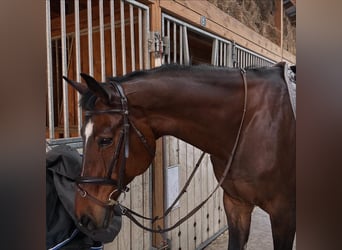 Oldenburger Springpferd, Wallach, 16 Jahre, 176 cm, Brauner