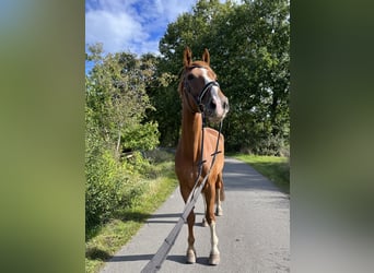 Oldenburger Springpferd, Wallach, 16 Jahre, 185 cm, Fuchs