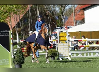 Oldenburger Springpferd, Wallach, 17 Jahre, 167 cm, Fuchs