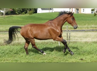 Oldenburger Springpferd, Wallach, 17 Jahre, 167 cm, Hellbrauner