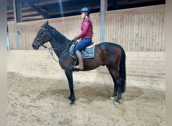 Oldenburger Springpferd, Wallach, 17 Jahre, 170 cm, Dunkelbrauner