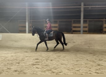 Oldenburger Springpferd, Wallach, 17 Jahre, 170 cm, Dunkelbrauner