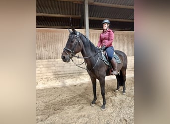 Oldenburger Springpferd, Wallach, 17 Jahre, 170 cm, Dunkelbrauner