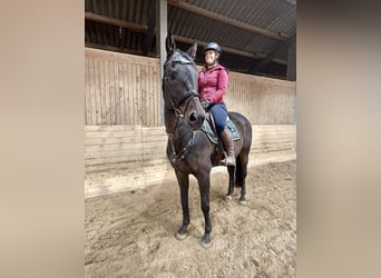 Oldenburger Springpferd, Wallach, 17 Jahre, 170 cm, Dunkelbrauner