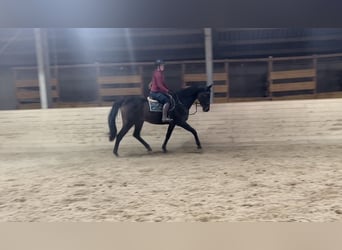 Oldenburger Springpferd, Wallach, 17 Jahre, 170 cm, Dunkelbrauner