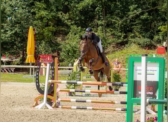 Oldenburger Springpferd, Wallach, 17 Jahre, 173 cm, Brauner