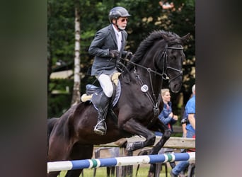 Oldenburger Springpferd, Wallach, 17 Jahre, 177 cm, Rappe