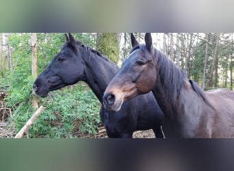Oldenburger Springpferd, Wallach, 17 Jahre, 177 cm, Rappe
