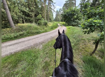 Oldenburger Springpferd, Wallach, 17 Jahre, 177 cm, Rappe