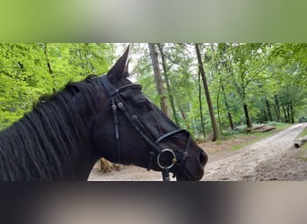 Oldenburger Springpferd, Wallach, 17 Jahre, 177 cm, Rappe