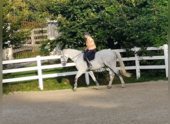 Oldenburger Springpferd, Wallach, 17 Jahre, 178 cm, Schimmel