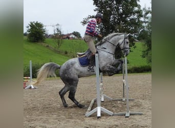 Oldenburger Springpferd, Wallach, 17 Jahre, 178 cm, Schimmel