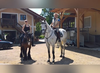 Oldenburger Springpferd, Wallach, 17 Jahre, 178 cm, Schimmel