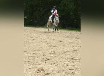 Oldenburger Springpferd, Wallach, 17 Jahre, 178 cm, Schimmel
