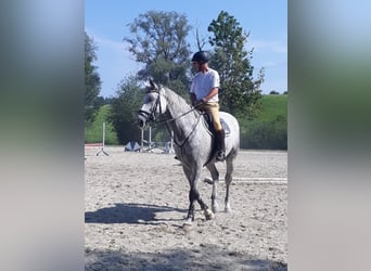 Oldenburger Springpferd, Wallach, 17 Jahre, 178 cm, Schimmel