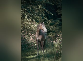 Oldenburger Springpferd, Wallach, 17 Jahre, Brauner