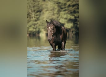 Oldenburger Springpferd Mix, Wallach, 17 Jahre