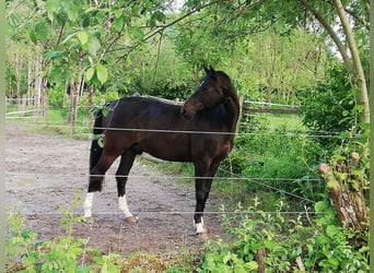 Oldenburger Springpferd, Wallach, 18 Jahre, 165 cm, Dunkelbrauner