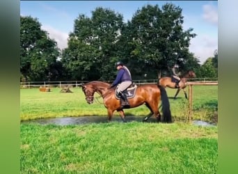 Oldenburger Springpferd, Wallach, 18 Jahre, 167 cm, Brauner