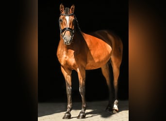 Oldenburger Springpferd, Wallach, 18 Jahre, 167 cm, Brauner