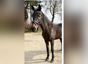 Oldenburger Springpferd, Wallach, 18 Jahre, 174 cm, Dunkelbrauner