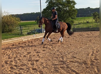 Oldenburger Springpferd, Wallach, 19 Jahre, 162 cm, Brauner