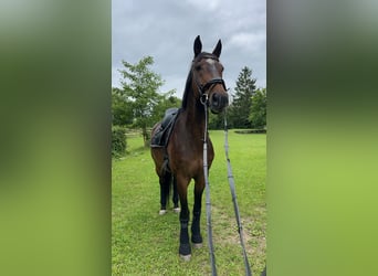 Oldenburger Springpferd, Wallach, 19 Jahre, 168 cm, Dunkelbrauner