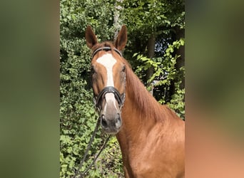 Oldenburger Springpferd, Wallach, 19 Jahre, 175 cm, Fuchs