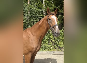 Oldenburger Springpferd, Wallach, 19 Jahre, 175 cm, Fuchs