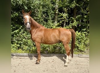 Oldenburger Springpferd, Wallach, 19 Jahre, 175 cm, Fuchs